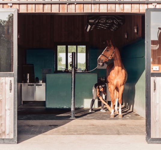 Paard Verzorgen Debbie